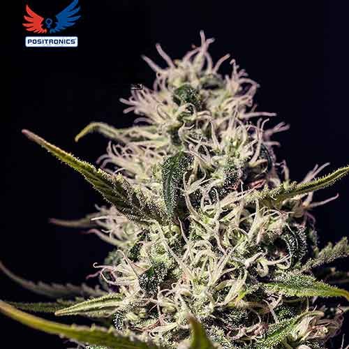 One Love Haze - 6 Seeds - All Products - Root Catalog