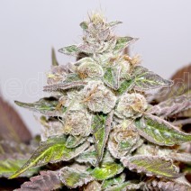MENDOCINO PURPLE KUSH  - All Products - Root Catalog