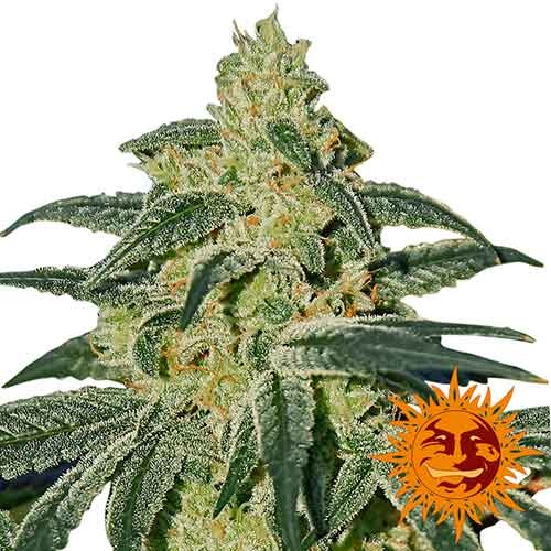 AFGHAN HASH PLANT REGULAR - 10 seeds - All Products - Root Catalog