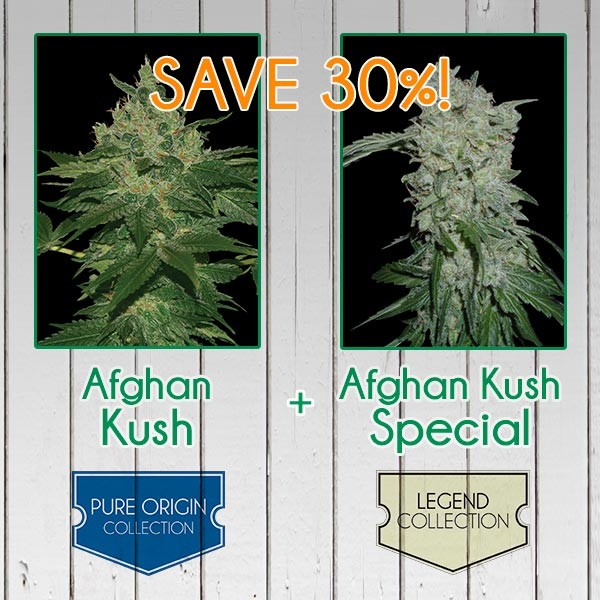 Afghan Kush Pack - Feminized - All Products - Root Catalog