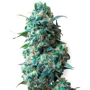 AFGHAN KUSH REGULAR (WHITE LABEL) - All Products - Root Catalog