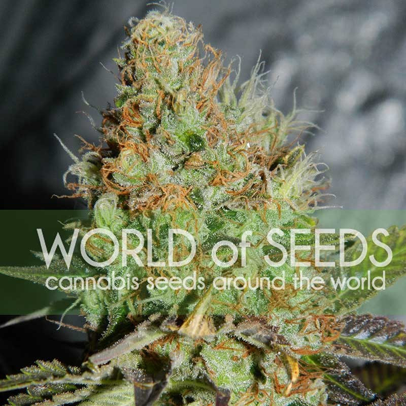Afghan Kush Special - All Products - Root Catalog