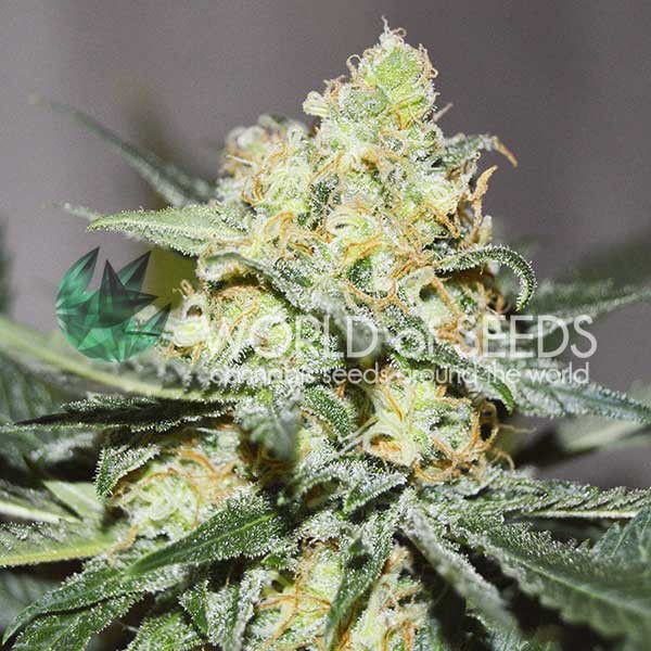 Afghan Kush x Skunk - All Products - Root Catalog