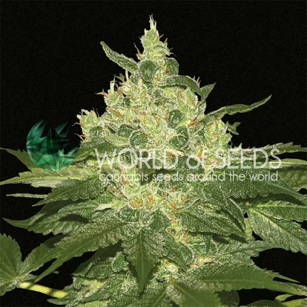 Afghan Kush Regular - 10 seeds - All Products - Root Catalog