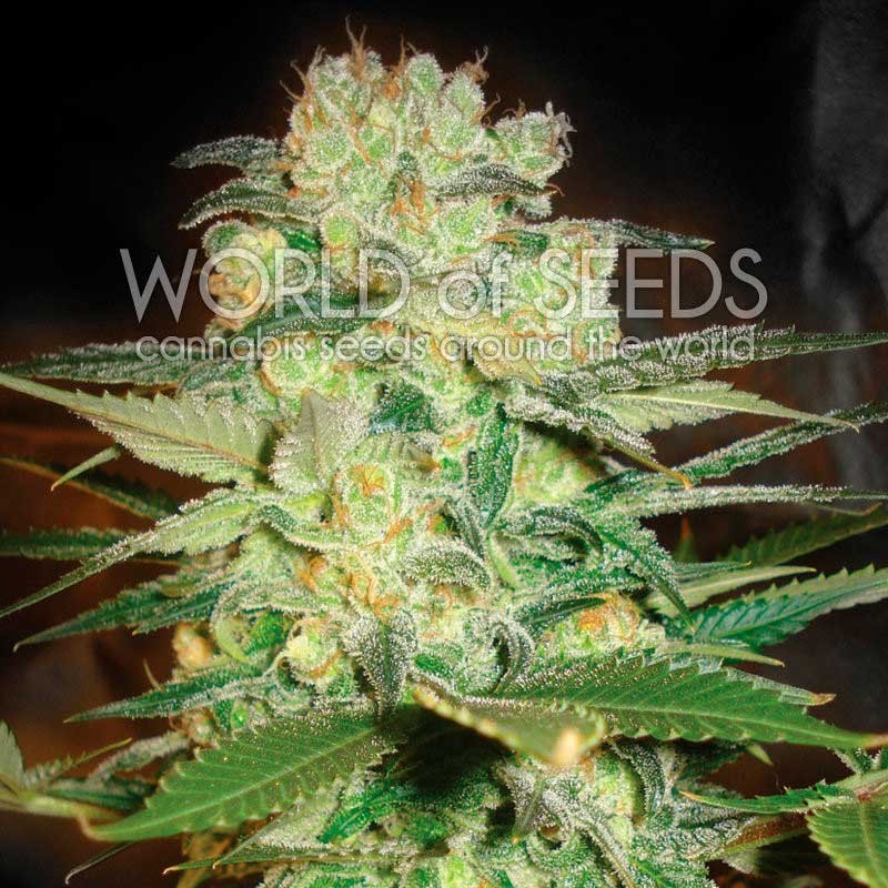 Afghan Kush x White Widow - All Products - Root Catalog