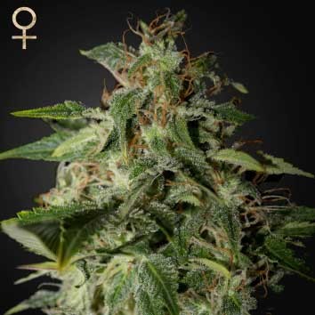 Afgooey (Strain Hunters) - All Products - Root Catalog