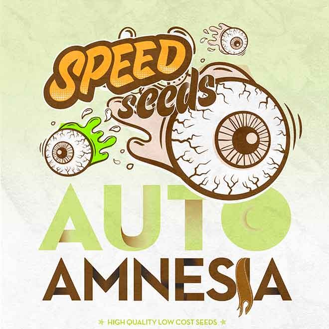 AMNESIA AUTO (SPEED SEEDS) - All Products - Root Catalog