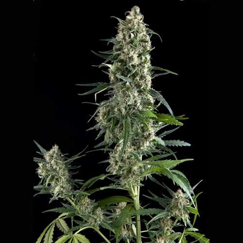 AUTO AMNESIA GOLD - All Products - Root Catalog
