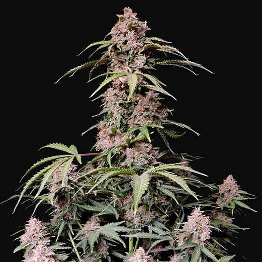 Amnesia Zkittlez Auto - All Products - Root Catalog