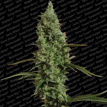 ATOMICAL HAZE - All Products - Root Catalog