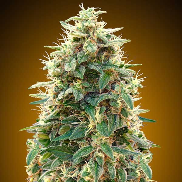 Auto 00 Cheese - 5 seeds - All Products - Root Catalog