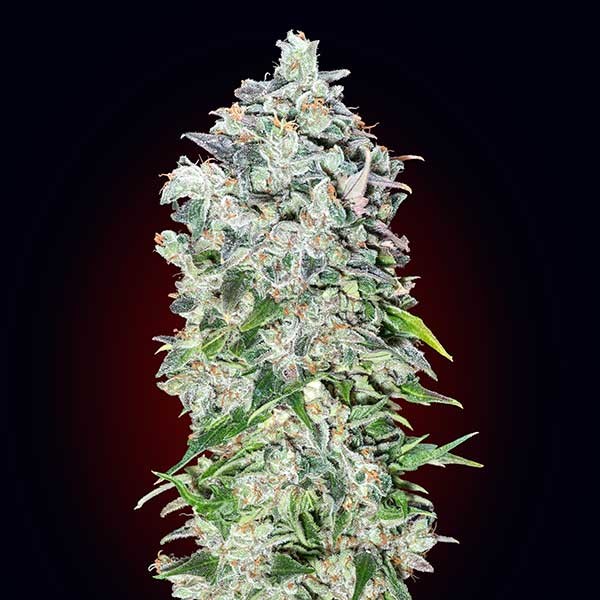 Auto 00 kush - 5 seeds - All Products - Root Catalog