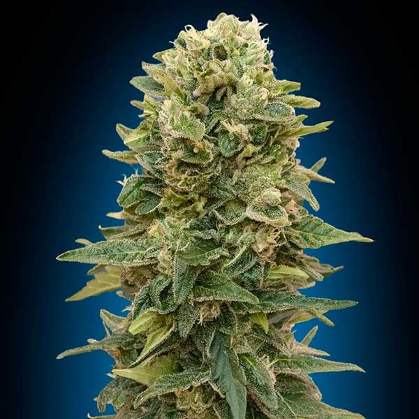 Auto Afghan Mass XXL - 5 seeds - All Products - Root Catalog