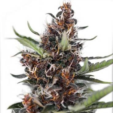 AUTO BLACKBERRY KUSH - All Products - Root Catalog