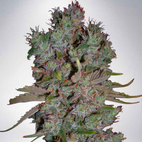 Auto Blueberry Domina - All Products - Root Catalog