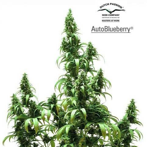 AUTO BLUEBERRY - All Products - Root Catalog