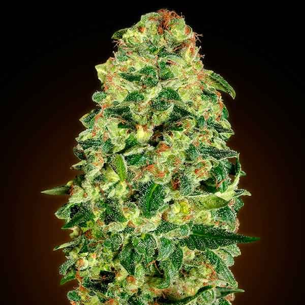 Auto California Kush - 5 seeds - All Products - Root Catalog