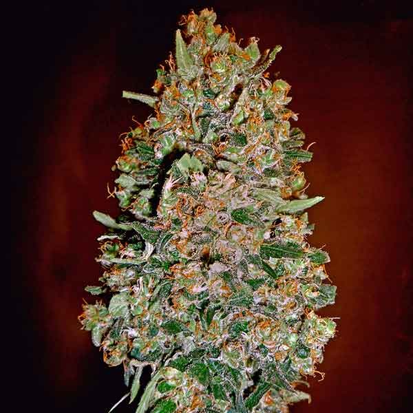 Auto Chocolate Skunk  - All Products - Root Catalog