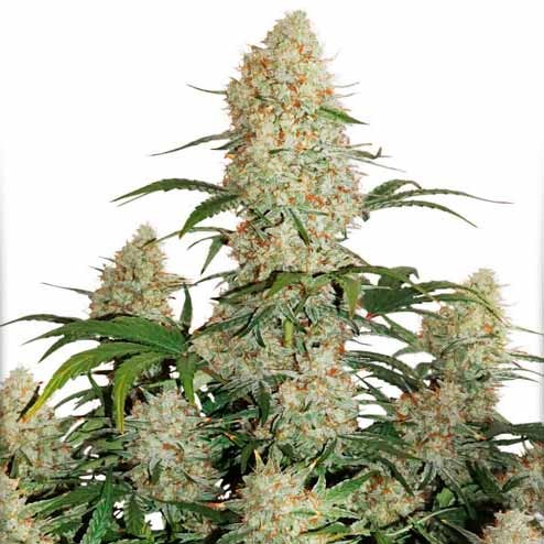 Auto Critical Orange Punch - All Products - Root Catalog