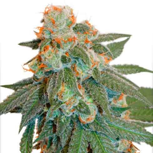 Auto Orange Bud - All Products - Root Catalog