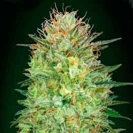Auto Sweet Critical - 5 seeds - All Products - Root Catalog