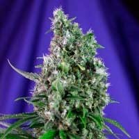 SWEET TRAINWRECK AUTO - All Products - Root Catalog