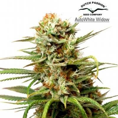 AUTO WHITE WIDOW  - All Products - Root Catalog