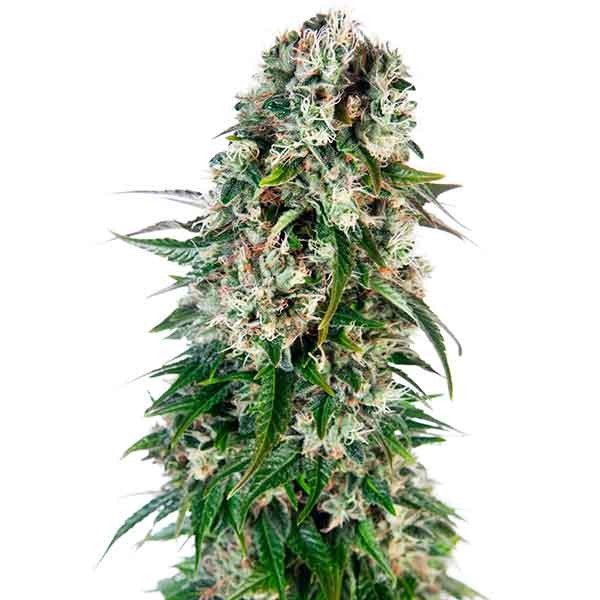 Big Bud Automatic - All Products - Root Catalog