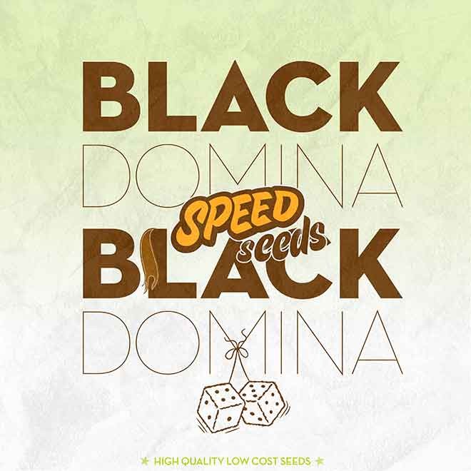 BLACK DOMINA X BLACK DOMINA - All Products - Root Catalog