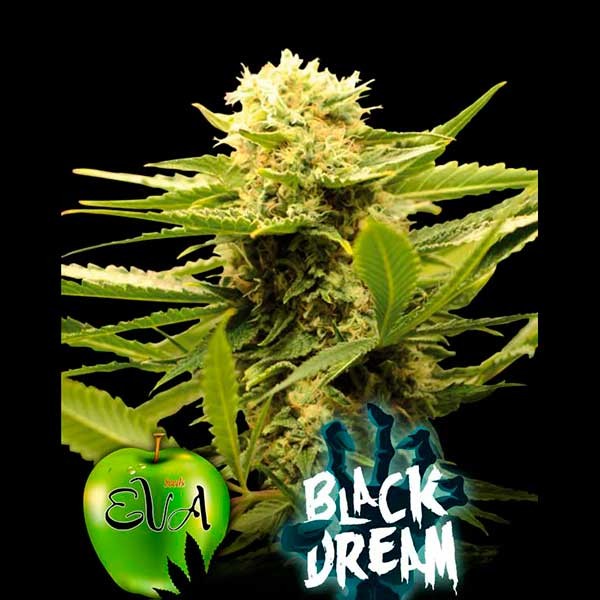 BLACK DREAM - All Products - Root Catalog