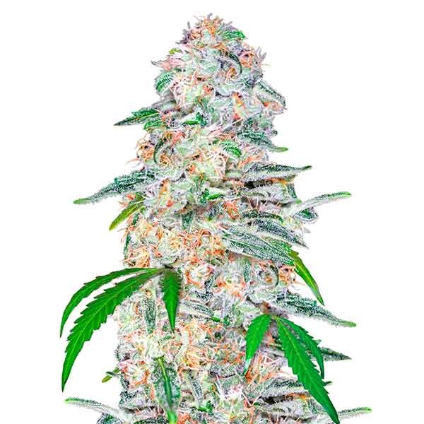 Blue Dream´matic - All Products - Root Catalog