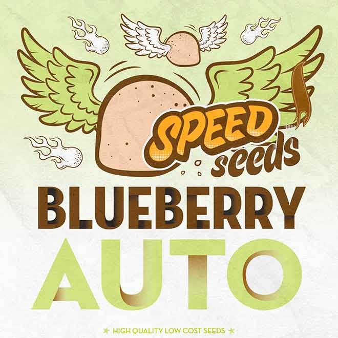 BLUEBERRY AUTO (SPEED SEEDS) - All Products - Root Catalog