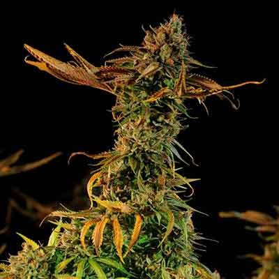 BLUEBERRY HEADBAND - All Products - Root Catalog