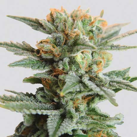 Blueberry Kush Auto 5 Seeds - All Products - Root Catalog