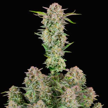 Bruce Banner Auto - All Products - Root Catalog