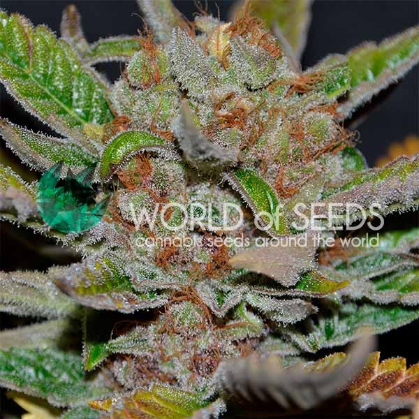 Bubba Haze Regular - 10 seeds - All Products - Root Catalog