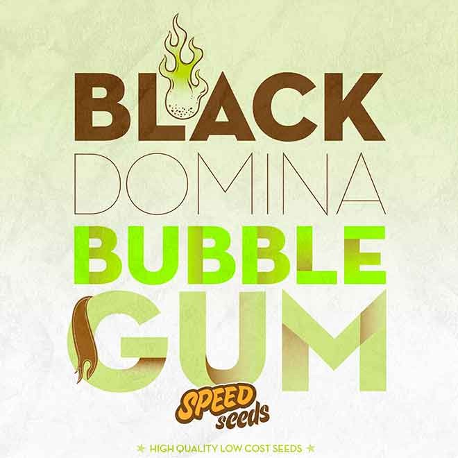BLACK DOMINA X BUBBLE GUM - All Products - Root Catalog