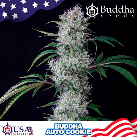 BUDDHA AUTO COOKIE - All Products - Root Catalog