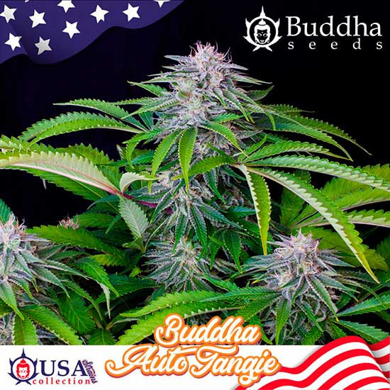 BUDDHA AUTO TANGIE - All Products - Root Catalog
