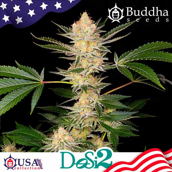 BUDDHA DOSI2 - All Products - Root Catalog