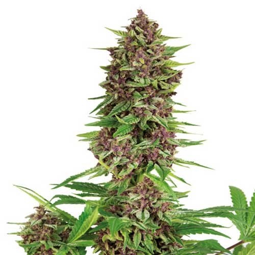PURPLE KUSH - All Products - Root Catalog