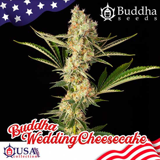 BUDDHA WEDDING CHEESECAKE - All Products - Root Catalog