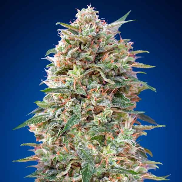 00 Kush - 5 seeds - All Products - Root Catalog