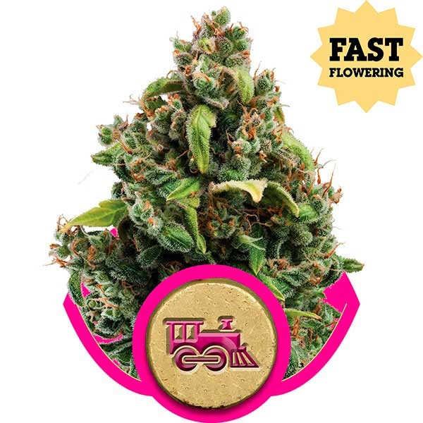 Candy Kush Express (Fast Flowering) - All Products - Root Catalog