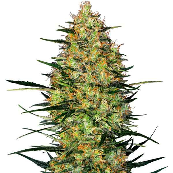 Caramellow Kush Auto - All Products - Root Catalog