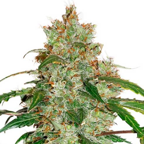 CBD Auto White Widow - All Products - Root Catalog