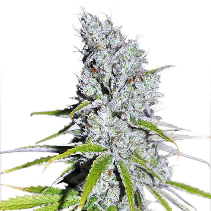 CBD Skunk Haze - 10 seeds (Dutch Passion) - All Products - Root Catalog