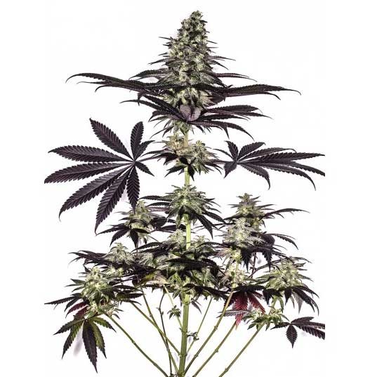 CBD+ Caramelice Express - 5 seeds - All Products - Root Catalog