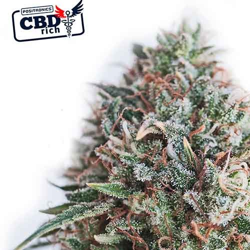 CBD Critical 47 - All Products - Root Catalog