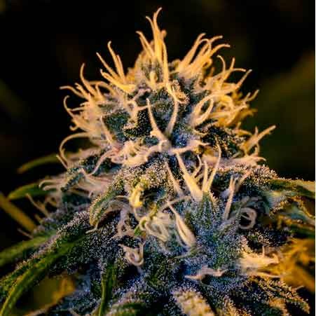 CHIZPA BY ZATU - 6 Seeds - All Products - Root Catalog